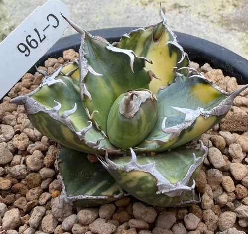 Agave titanota sad variegato - agave,
