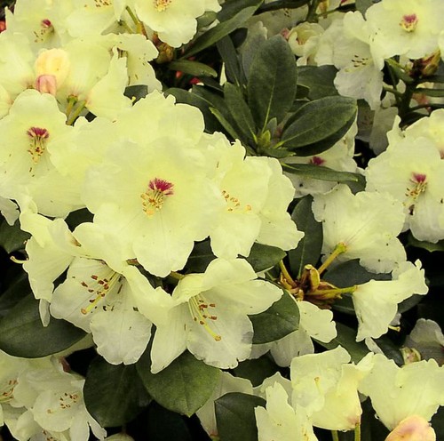 Flava rododendro alto fusto - rododendro,