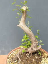 Pre Bonsai Carpino Nero 47x20cm In Vaso Tronco Unico Pianta Articolata Yamadori 