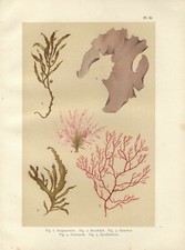 Antique Print WATER PLANTS