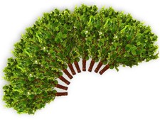 Riso di betulla 10 x 55-60 cm