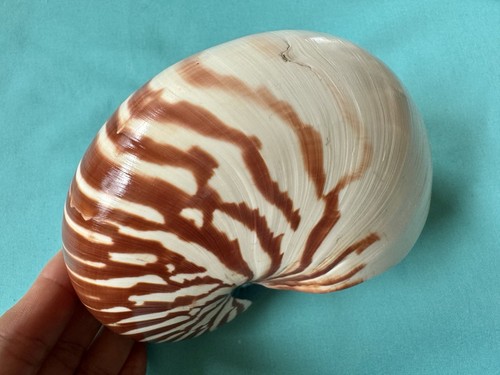 Bellissima conchiglia marina - bellissima,