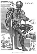 ML43 Poster Vintage Anatomia