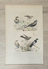 Antica litografia uccelli