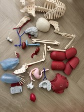 Rba Corpo Umano  /Pezzi Ancora Sigillati