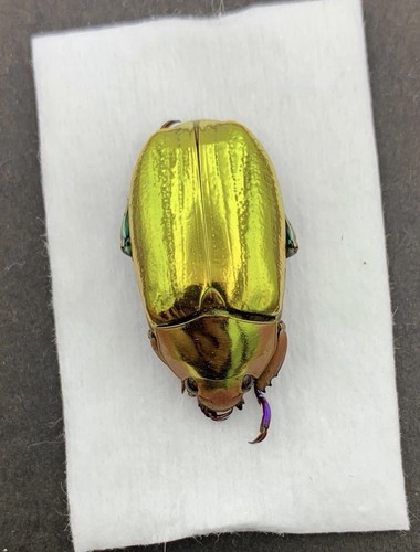 Rutelinae chrysina aurigans - rutelinae,