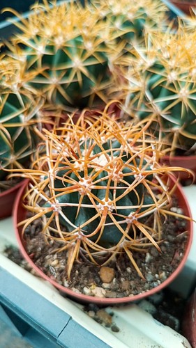 Ferocactus chrysacanthus - ferocactus,