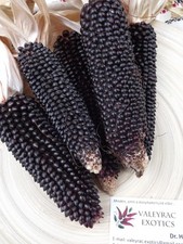 Popmais Dakota Black Corn -
