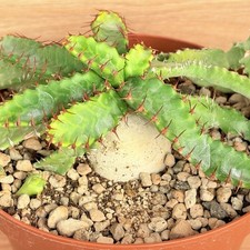 Euphorbia stellata ,  pot 14
