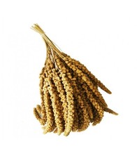 Spighe Di Panico Da 1 Kg Sfuse Esotici, Cocorite, Ondulati, Pappagalli