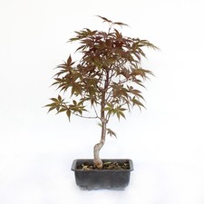 Bonsai Acer Momiji - Bonsai di