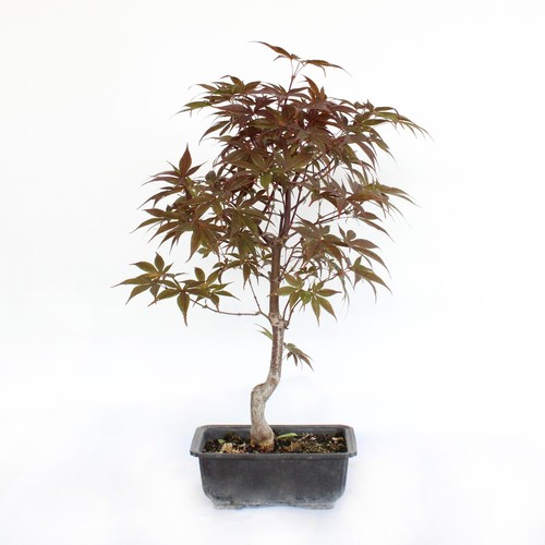 Bonsai acer momiji - momiji, di