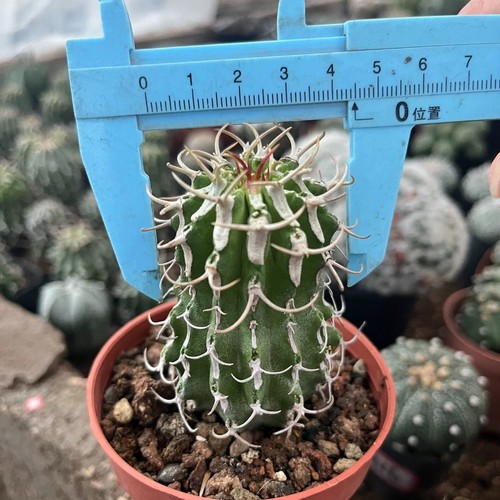 Pezzo cactus vivo - 5-6,