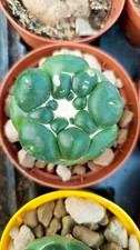 Coryphantha elephantidens cv