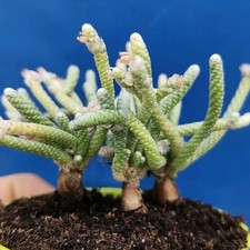 Avonia albissima caudex (X3)