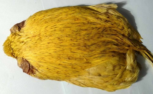 Collo gallo indiano - di,