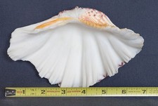 TRIDACNA GIGAS Clam Shell