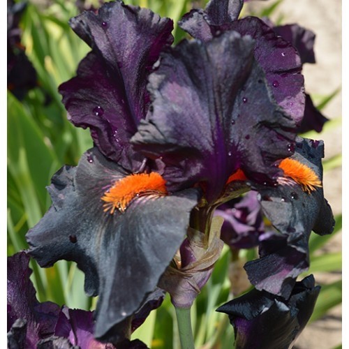 Iris dracula s - tb,,