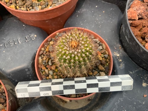 279 uebelmannia pectinifera - 279,