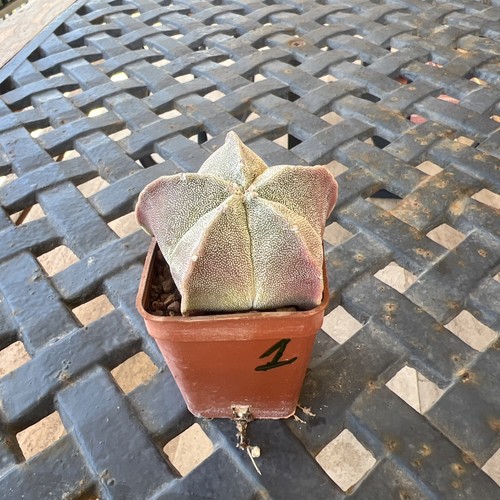 Astrophytum myriostigma - astrophytum,