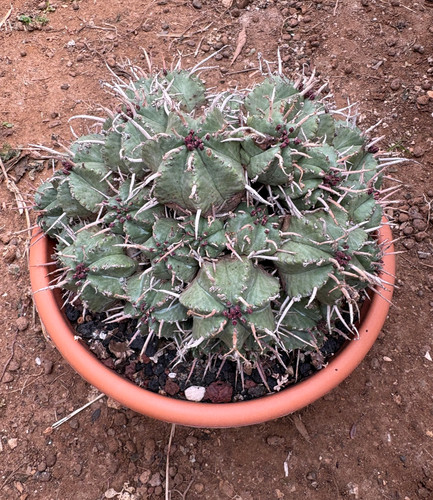 Euphorbia meloformis pianta - euphorbia,
