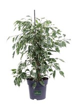 Pianta ficus benjamin - di,