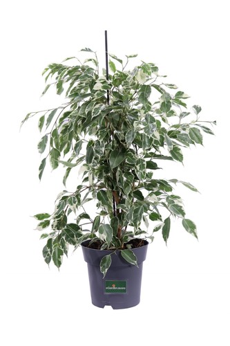 Pianta ficus benjamin - di,