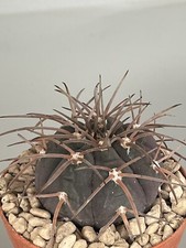 Gymnocalycium Spegazzini