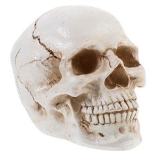  Scheletro Didattico Anatomico