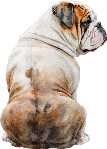 Adesivi auto bulldog inglese - auto,