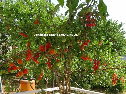 Tomato giant tree - giant,