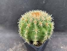ECHINOCACTUS GRUSONII V