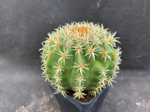 Echinocactus grusonii - echinocactus,