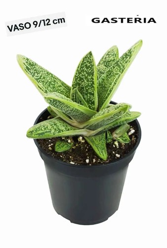 Gasteria little warty - gasteria,