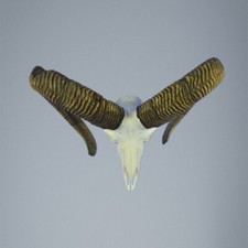 809MU Trofeo di caccia di muflone, corna 76-77cm C.23cm IT