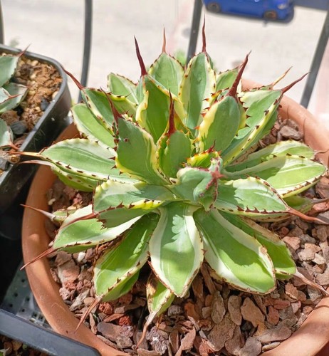 Agave potatorum rara - agave, cv.