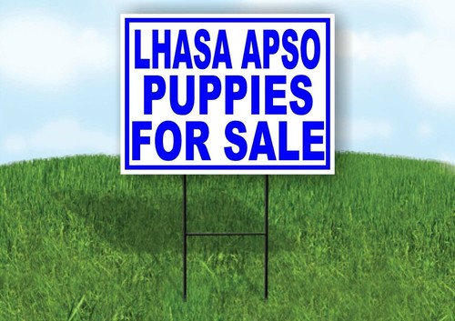 Lhasa apso cuccioli vendita - lhasa, in