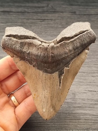 Dente megalodonte cm - dente, 11,1