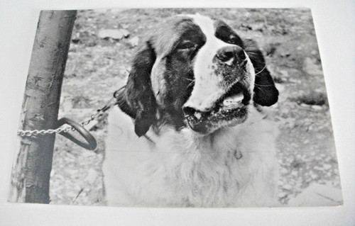 Cane dog san - dog,