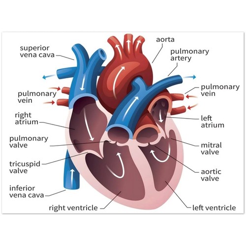Poster diagramma anatomia - poster,