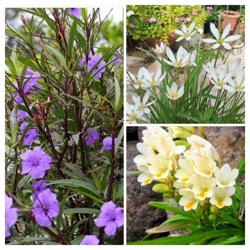 Vasi 2 petunia messic - vasi:,
