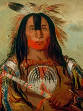 Stampa artistica Buffalo Bulls