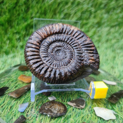 Dactylioceras ammonite fossil