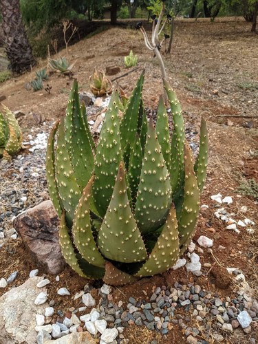 Aloe aculeata semi - aculeata,,