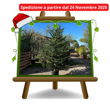 Albero di Natale VERO piante 100% italiane NORDMANNIANA Altezze: 160-200 cm