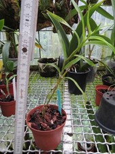 Dendrobium stuposum