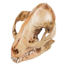 1Pz Simulazione Panda Teschio Decorazione Teschio Modello Decorazione Artigianato (Giallo)