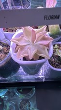 Pinguicula Pirouette