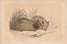 Porcellino D'India (Cavia