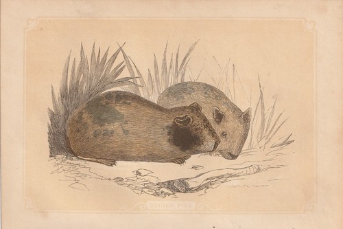 Porcellino india cavia - porcellino, (cavia